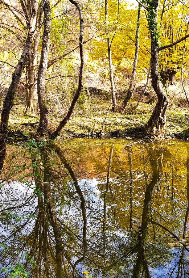 Tree Trunk in Water stock photo. Image of trunks, trees 103910716