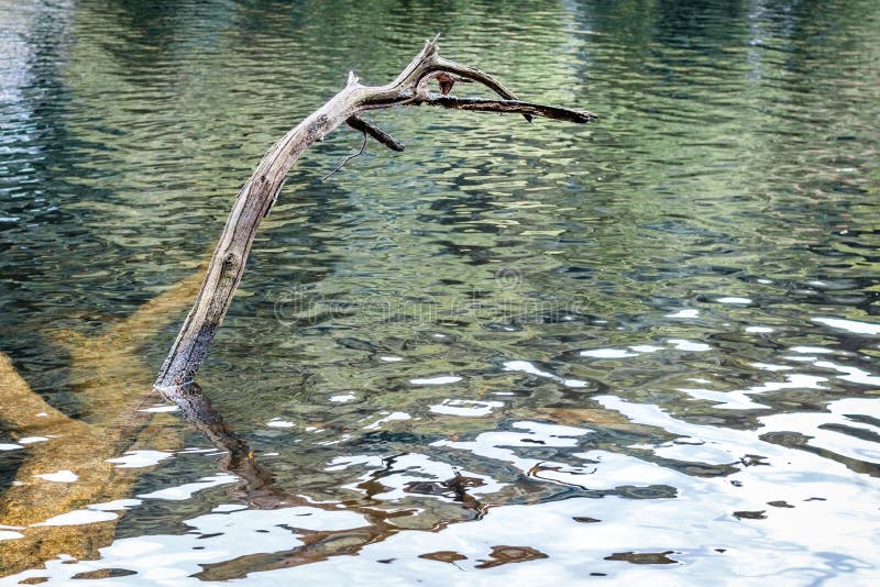 Tree trunk in the water stock image. Image of trunk, water 59664163