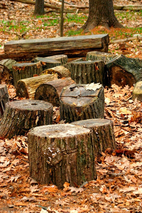 Tree trunks stock image image of plant tree trunk forest 743481