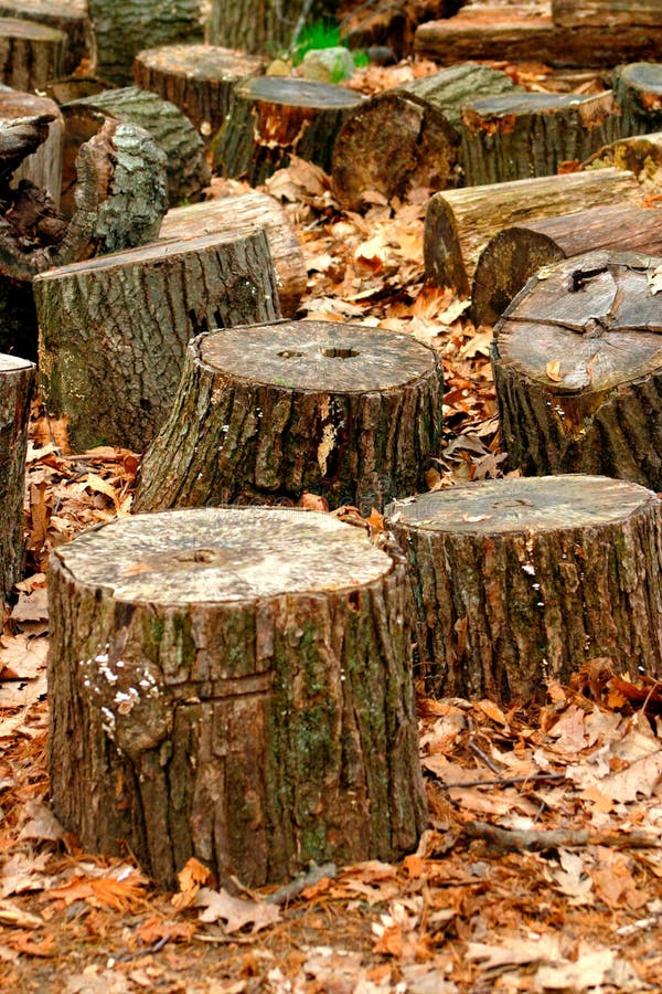 Tree Trunks. Forest stumps tree stock images, royalty-free photos and pictures