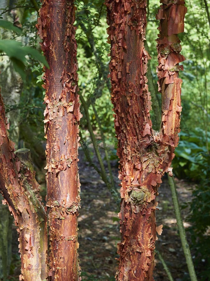 The Tree Trunks of Acer Griseum, otherwise known as the Paper Bark Maple, at Saint Andrews Botanic Garden in Fife.