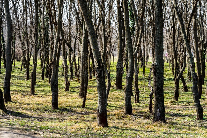 Tree Trunks in a Dense Forest, Way through Rows of Trees Stock Image ...