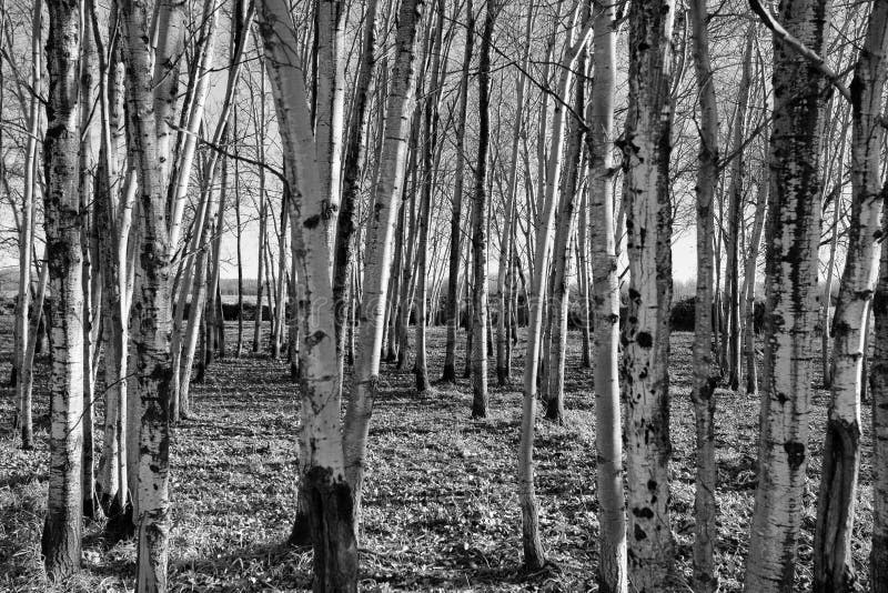 Skinny Tree Trunks Stock Photos Free & RoyaltyFree Stock Photos from