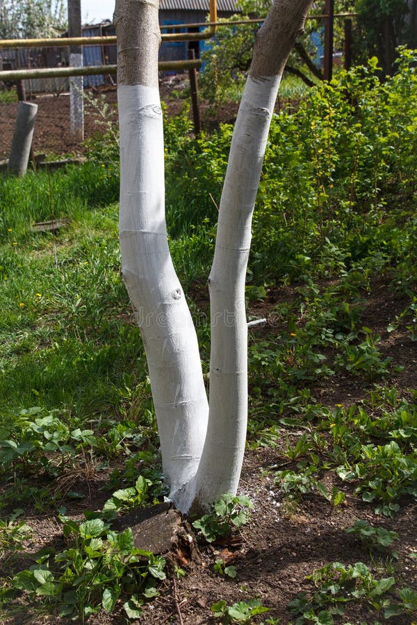 Tree trunks painted white for protection against pests and sun damage in a garden setting, spring time royalty free stock photo