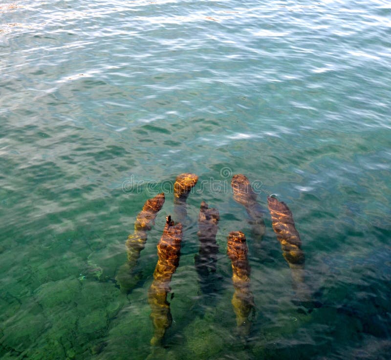 Tree trunks in a water stock image. Image of tree, crust 66409739