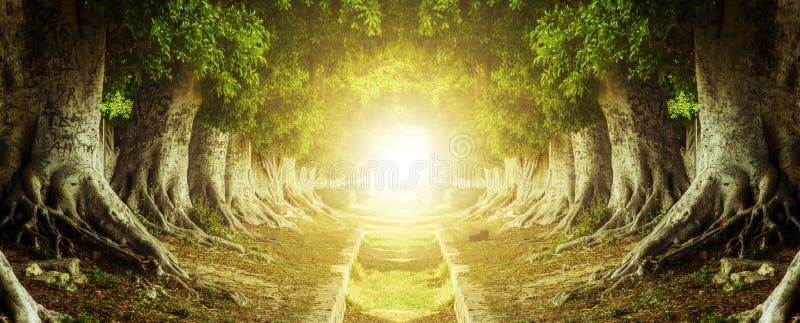 Dark Path Inside Tree Tunnel with Light at The End