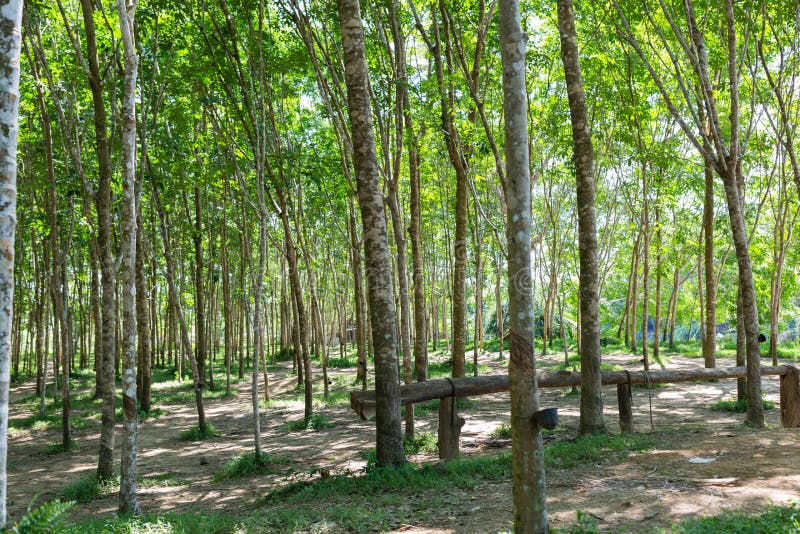 Tree tunnel in rubber plantation, Phuket, Thailand. Way through garden park in summer season. Plantation tree rubber or latex tree stock images Tree tunnel in rubber plantation, Phuket, Thailand. Way through garden park in summer season. Plantation tree rubber or latex tree stock images