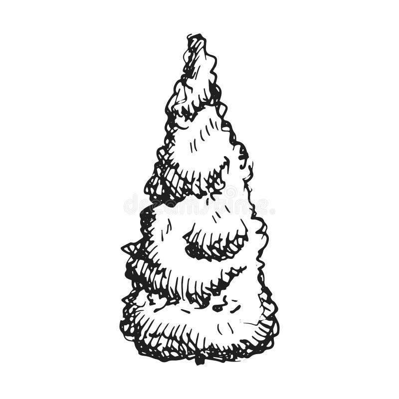 Нарисовать тую карандашом