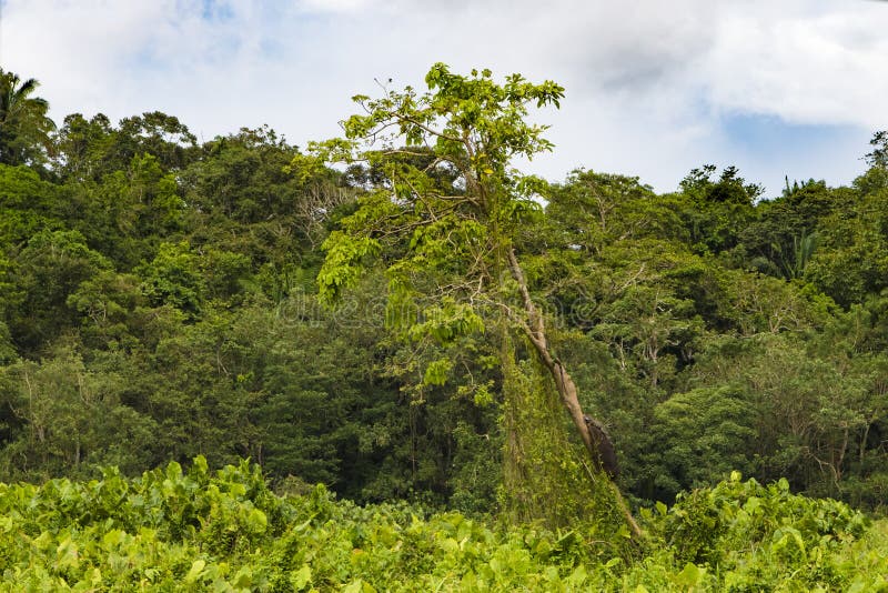 Tree with two iguanas on shoreline of Gatun Lake, Panama