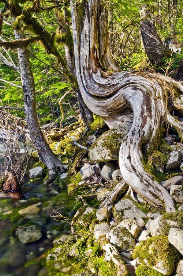 Tree with unique curved trunk at riverbank stock photos