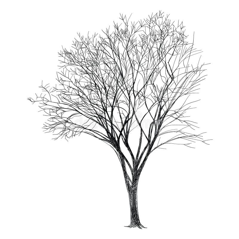 Tree Vector - Hand Drawn
