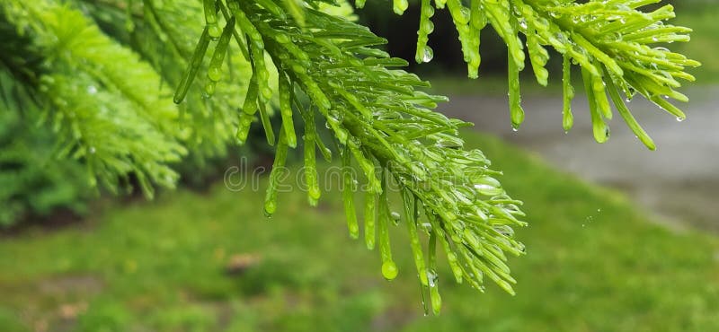 Tree Vedder River, Chilliwack Bc, Canada Stock Photo Image of leaf
