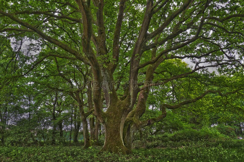 Tree, Vegetation, Ecosystem, Woody Plant Picture. Image 116885442