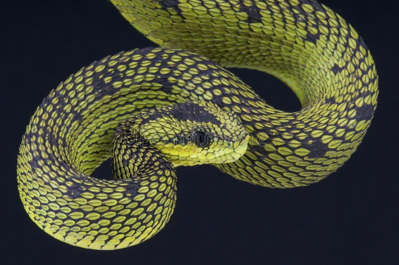 Atheris chlorechis (Pel, 1851), Badou. Photo by G. Segniagbeto.