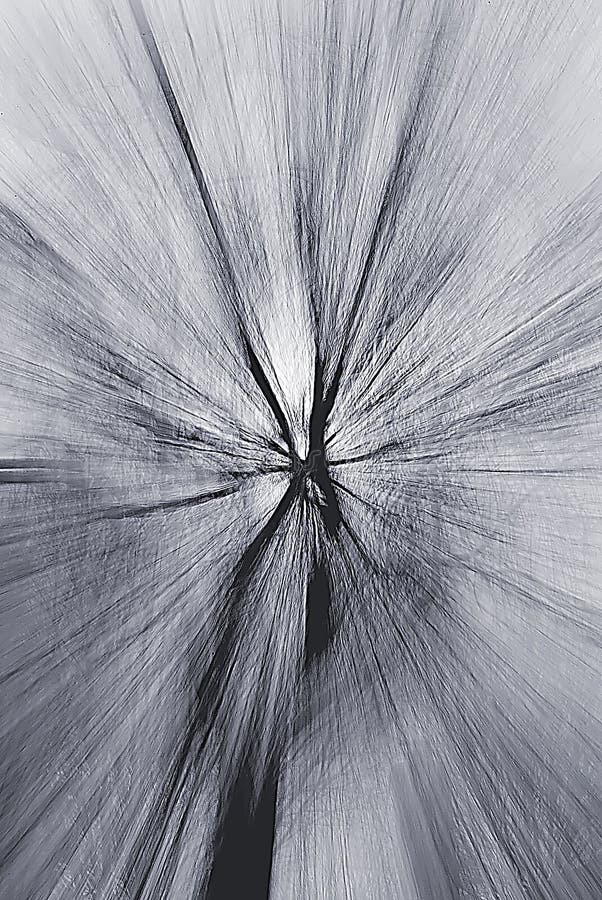 Tree vortex royalty free stock photos Tree vortex royalty free stock photos