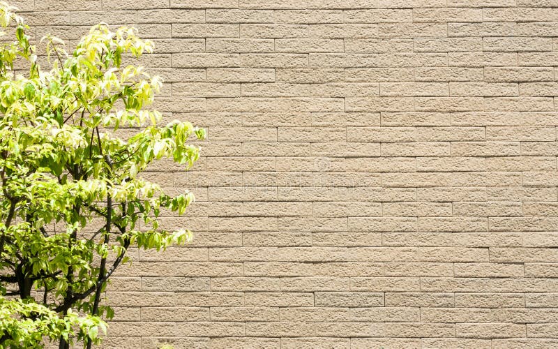 Tree and wall stock image. Image of stone, texture, leaves 97294467