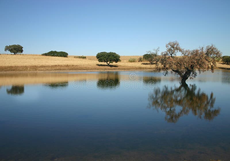 Tree in the water stock photos
