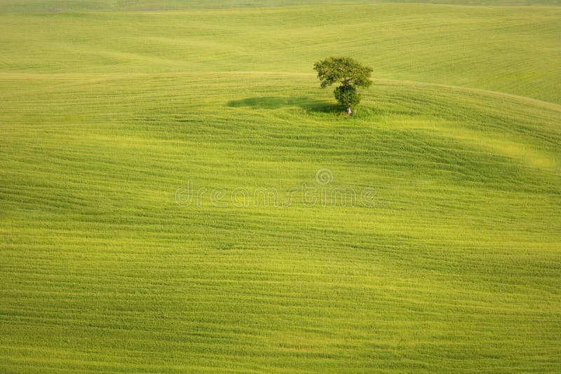 Tree in the wheat field