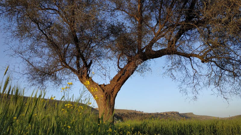A tree in wheat fields royalty free stock images A tree in wheat fields royalty free stock images