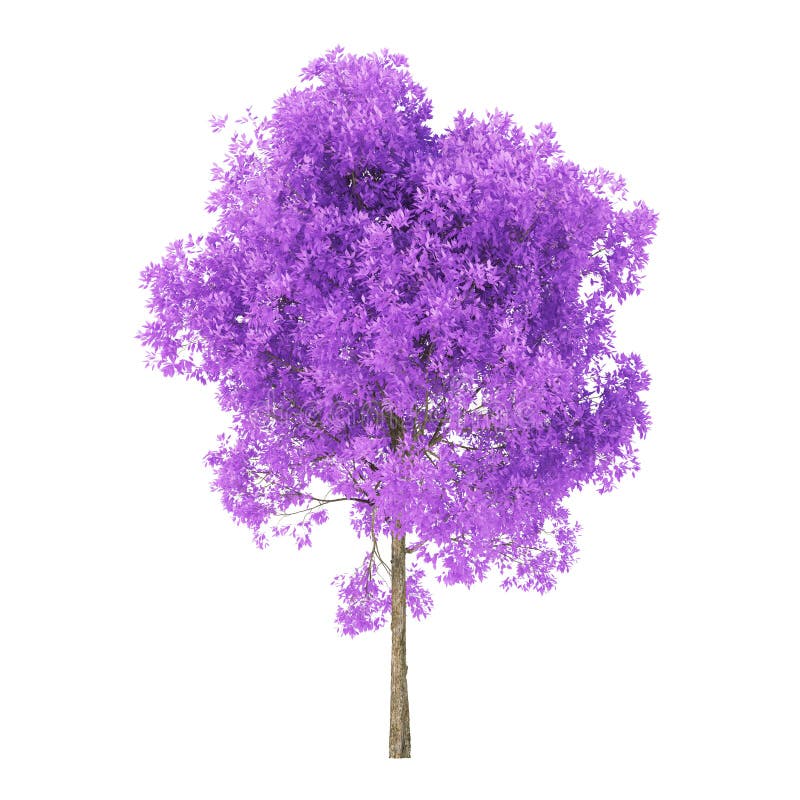 My Image 24