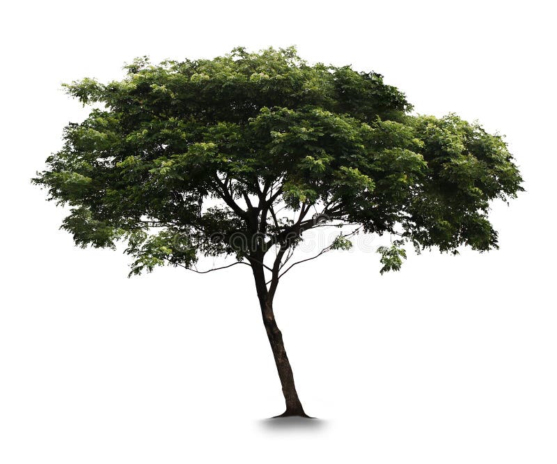 Tree with white background stock image. Image of isolated - 135370895