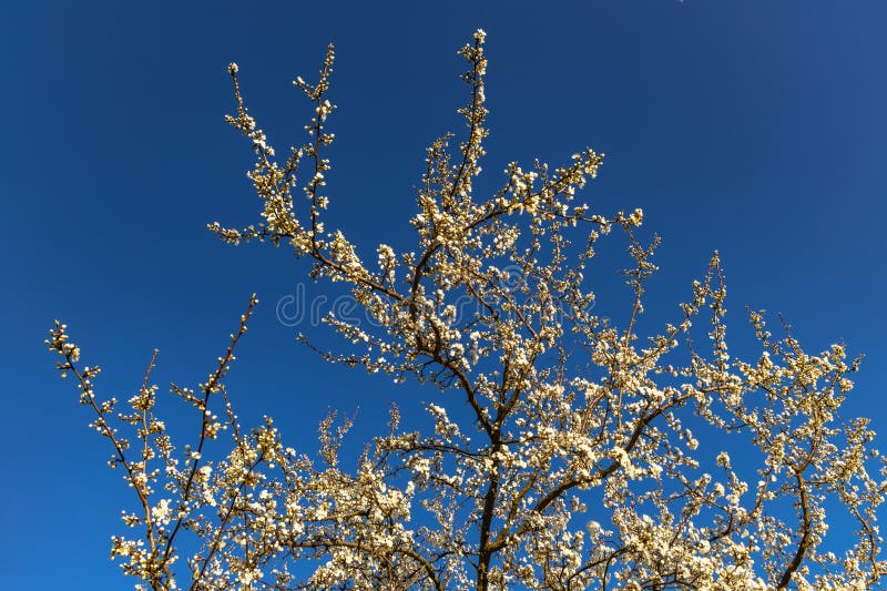 Tree with white flowers against the background of mountains and forest blooming a sign spring fotografia de stock