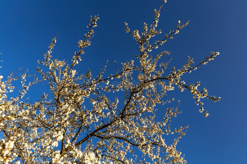 Tree with white flowers against the background of mountains and forest blooming a sign spring fotos de stock royalty free