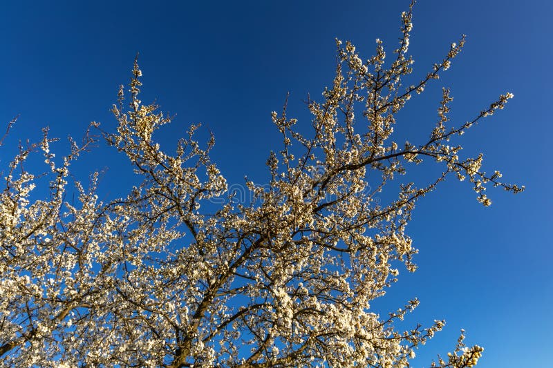 Tree with white flowers against the background of mountains and forest blooming a sign spring foto de stock royalty free