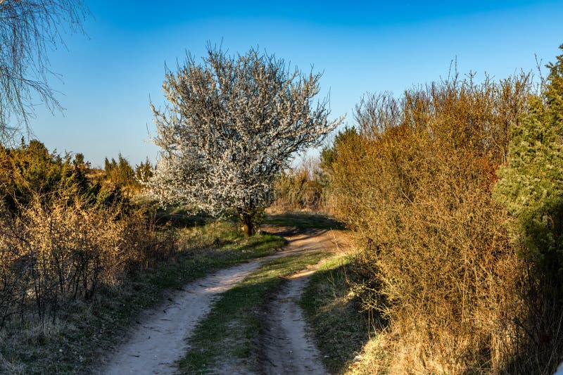 Tree with white flowers against the background of mountains and forest blooming a sign spring foto de stock