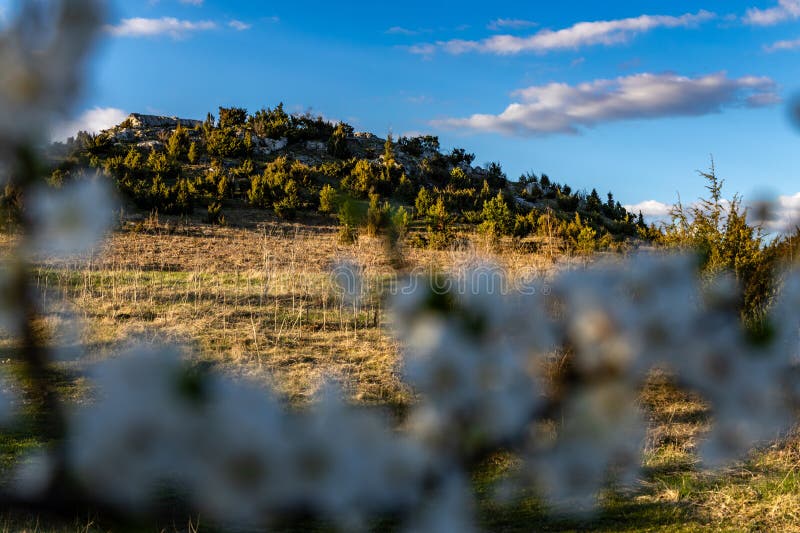 Tree with white flowers against the background of mountains and forest blooming a sign spring fotografia de stock royalty free