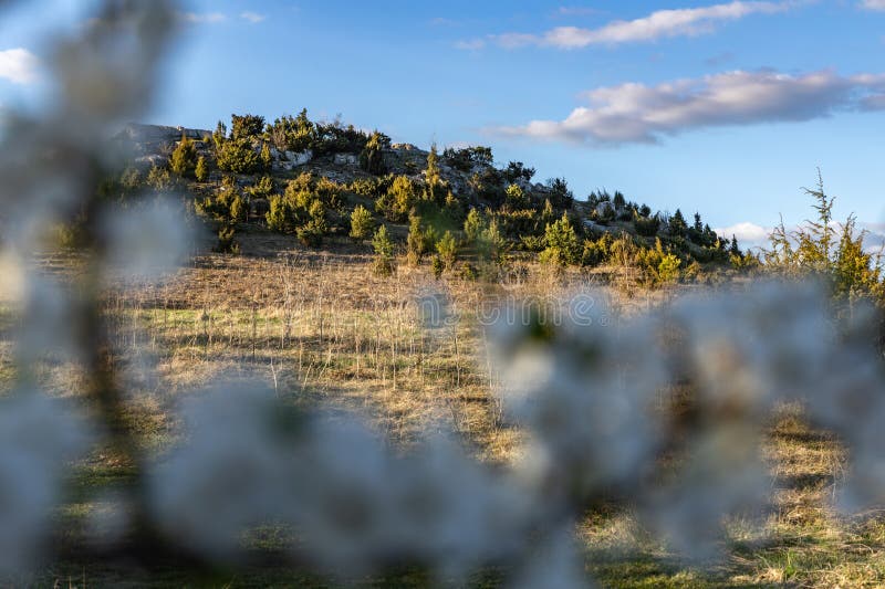Tree with white flowers against the background of mountains and forest blooming a sign spring imagem de stock