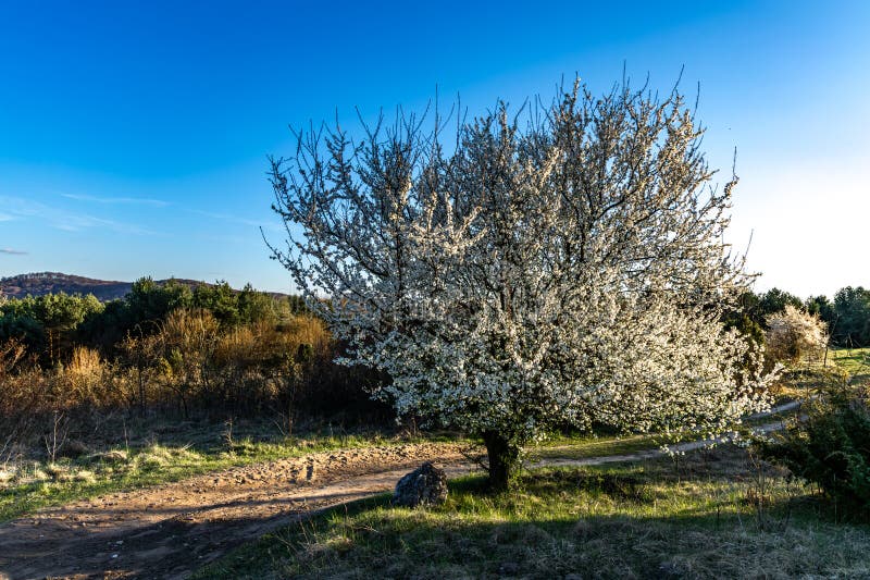 Tree with white flowers against the background of mountains and forest blooming a sign spring imagem de stock royalty free