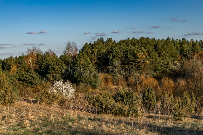 Tree with white flowers against the background of mountains and forest blooming a sign spring imagem de stock royalty free