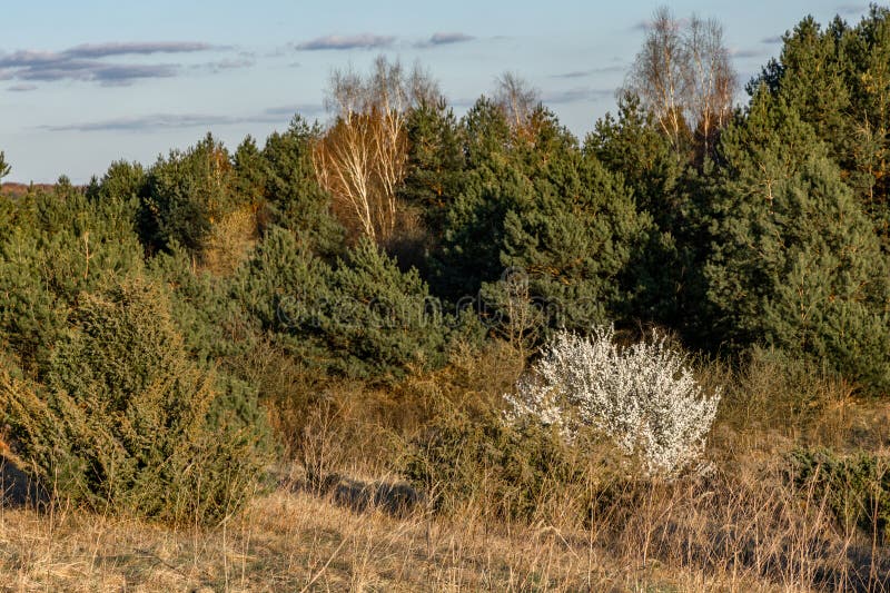 Tree with white flowers against the background of mountains and forest blooming a sign spring fotografia de stock