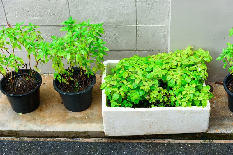 Tree in white foam box. stock photo. Image of black 116330120