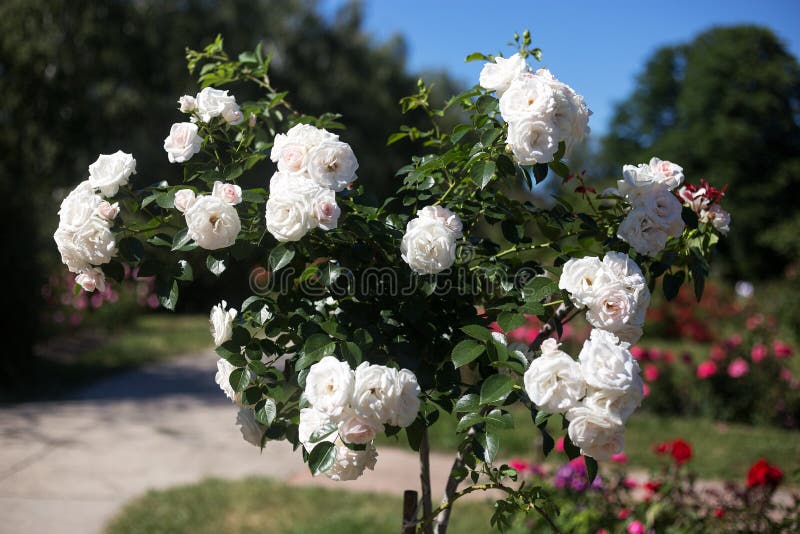 Tree with white roses stock image. Image of holiday 118847369