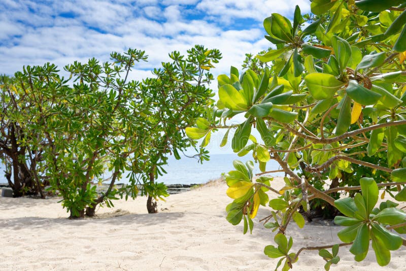 Tree on a white sandy beach in Fiji