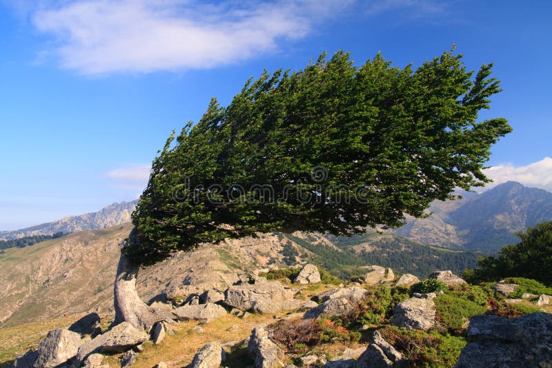 Tree on a windy ridge