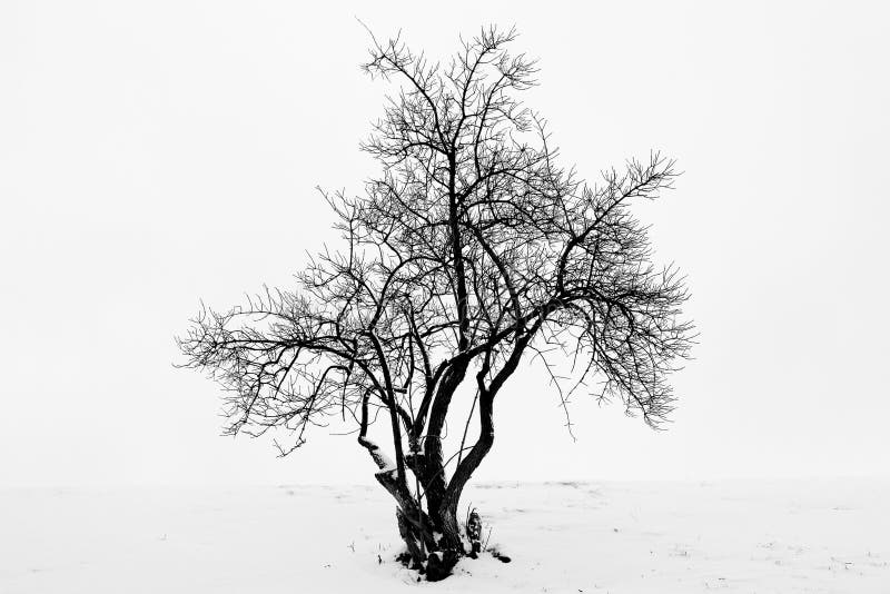 Tree in winter