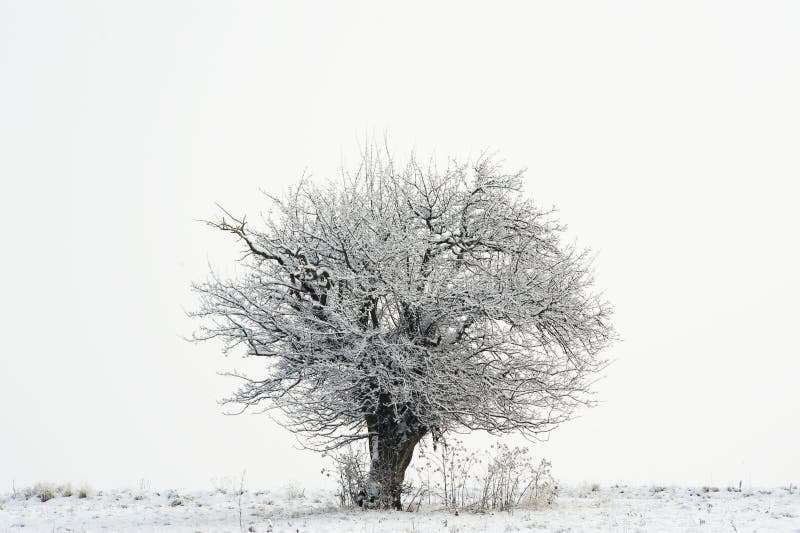 Strom na zimním horizontu