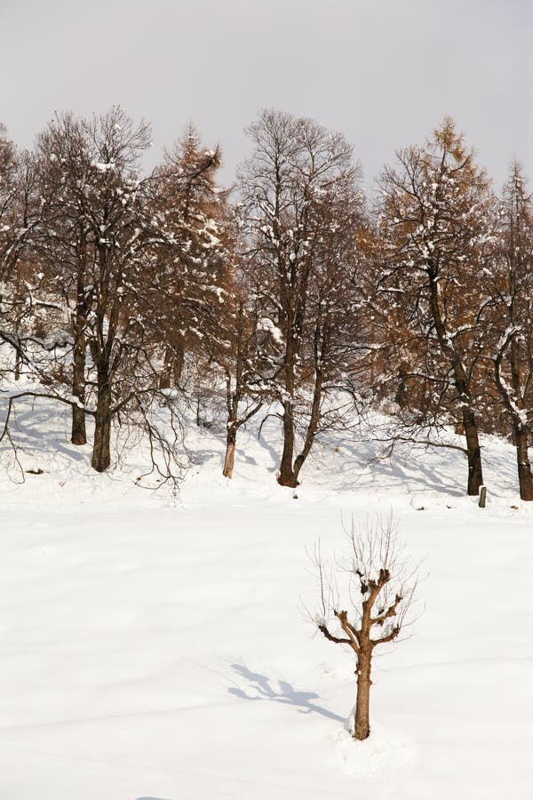 Tree winter snow