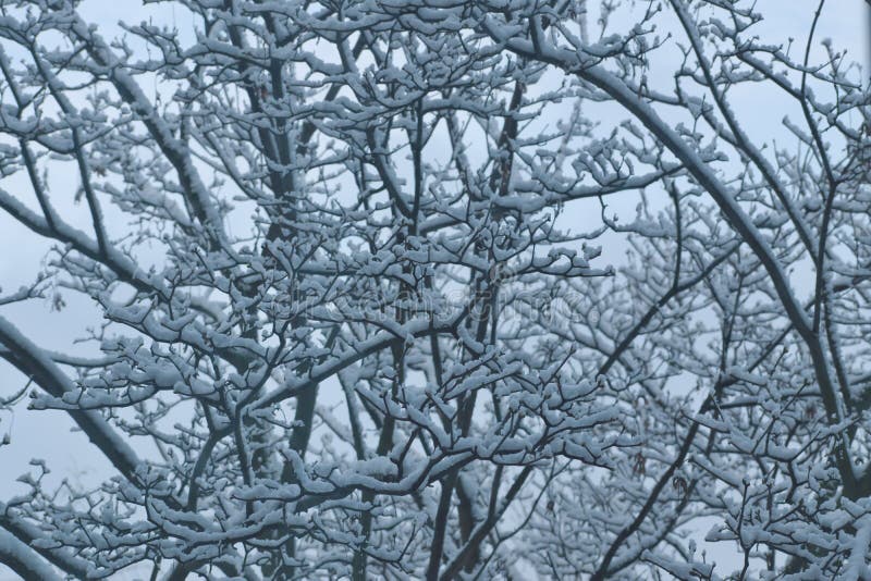 Tree in winter stock photo. Image of wood, landscape - 107806666