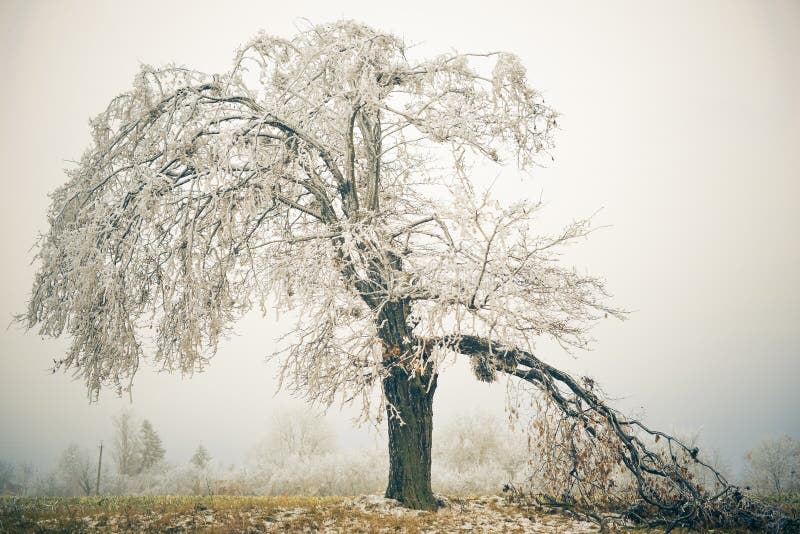 Tree witth broken branch