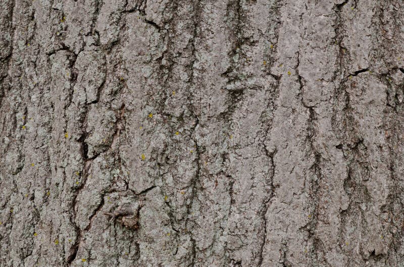 Treebark van een eiken boom stock foto Treebark van een eiken boom stock foto