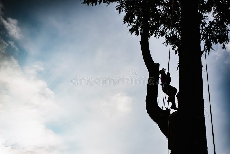 Treeclimber ovanför trädet som utför att beskära och att avverka arboricult arkivbild
