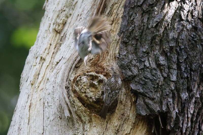Its nest. Гнездо калипта анны. Членистоногие в гнездах птиц. Гнездо вьюркового ткачика. Колибри гнездование.