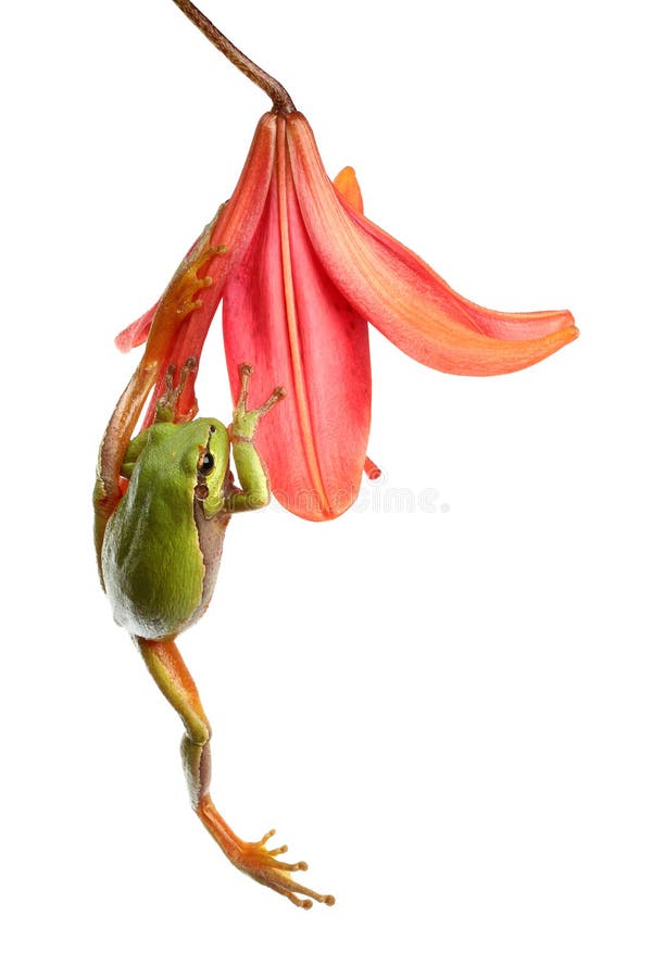 Colpo di una raganella italiana di arrampicata su un fiore rosso su sfondo bianco.