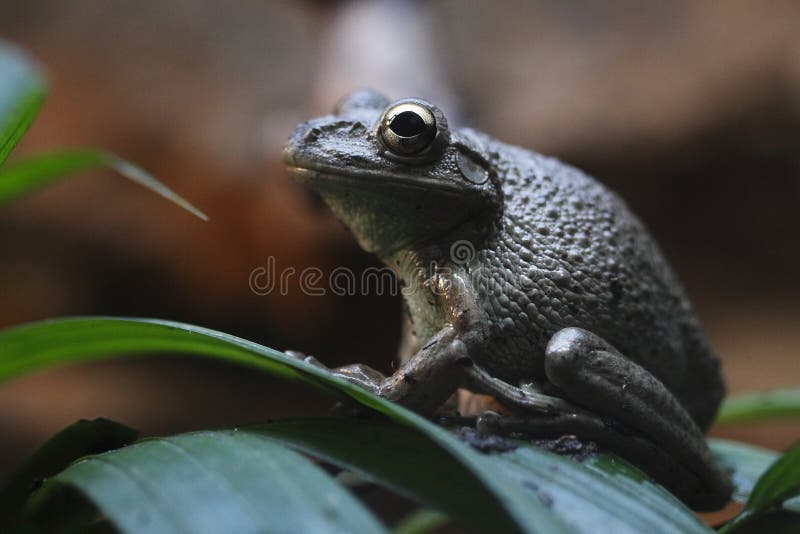 The Cuban Treefrog (Osteopilus septentrionalis) is native to Cuba, the Bahamas, and the Cayman Islands. This large frog has been introduced in Puerto Rico, the U.S. Virgin Islands, the British Virgin Islands, many islands of the Lesser Antilles, Florida, and Hawaii. Cuban treefrogs are infamous hitchhikers, and were likely introduced accidentally in cargo shipments from the Caribbean. The Cuban Treefrog (Osteopilus septentrionalis) is native to Cuba, the Bahamas, and the Cayman Islands. This large frog has been introduced in Puerto Rico, the U.S. Virgin Islands, the British Virgin Islands, many islands of the Lesser Antilles, Florida, and Hawaii. Cuban treefrogs are infamous hitchhikers, and were likely introduced accidentally in cargo shipments from the Caribbean.