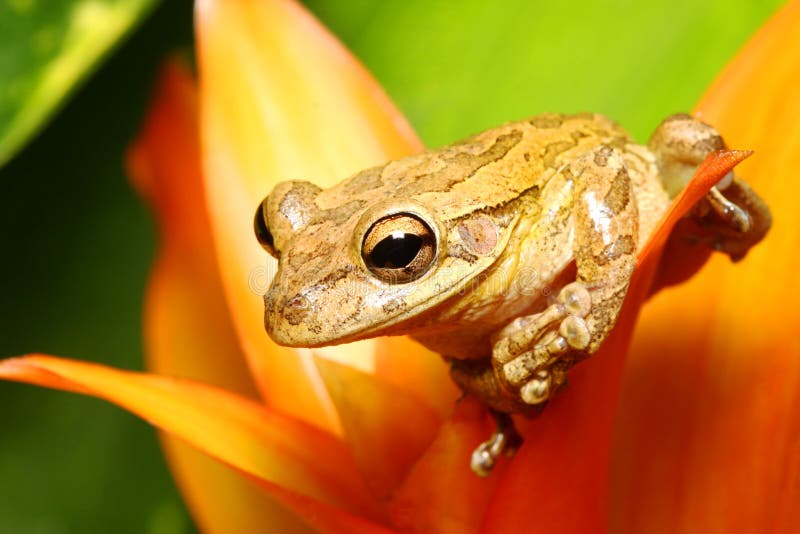 Treefrog cubano encaramado en un bromeliad imagen de archivo libre de regalías Treefrog cubano encaramado en un bromeliad imagen de archivo libre de regalías