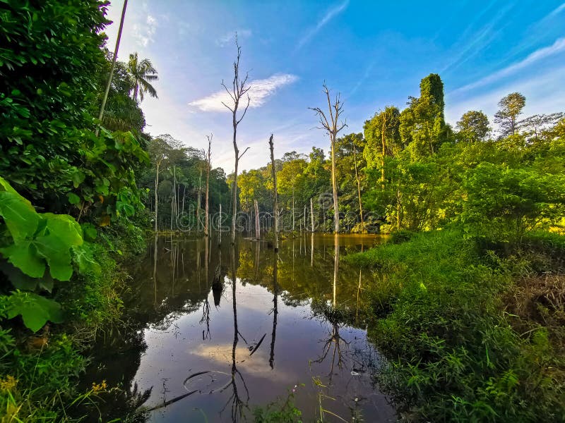 Treeline reflection on pond in Bukit Sapu Tangan hiking trail Shah Alam Selangor Malaysia